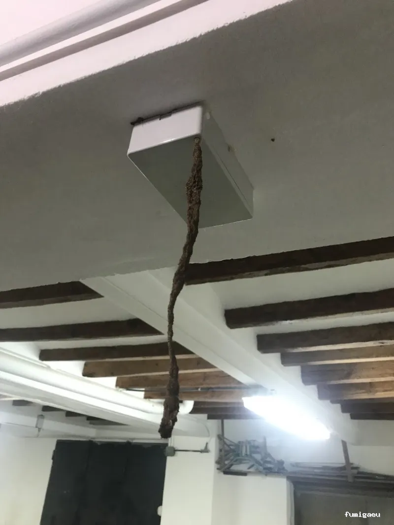 DICCO CONTROL DE PLAGAS