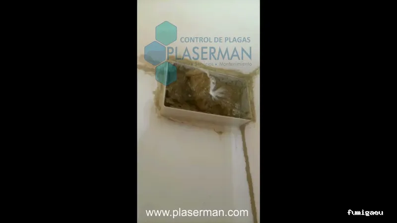 PLASERMAN SALUD PÚBLICA SL Control de Plagas Valencia