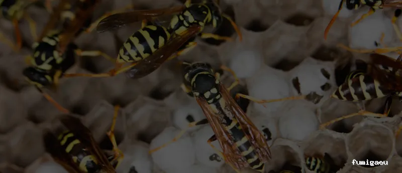 PLASERMAN SALUD PÚBLICA SL Control de Plagas Valencia