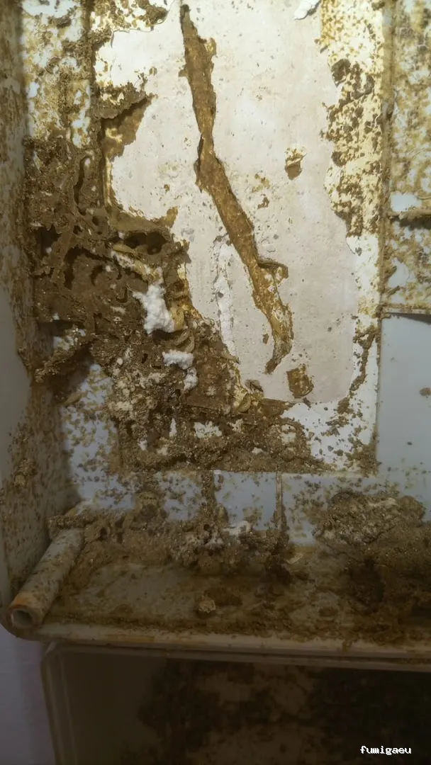 PLASERMAN SALUD PÚBLICA SL Control de Plagas Valencia