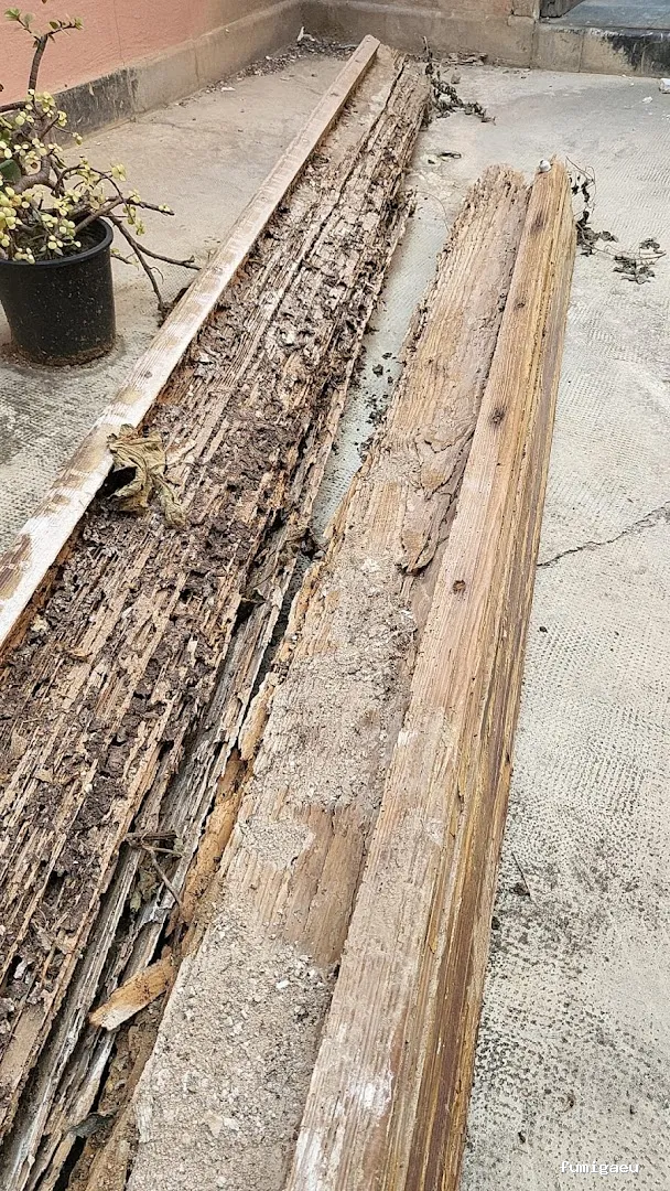 PLASERMAN SALUD PÚBLICA SL Control de Plagas Valencia