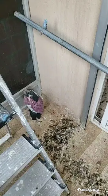 PLASERMAN SALUD PÚBLICA SL Control de Plagas Valencia