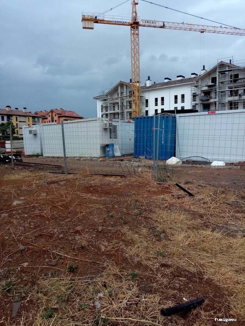 Raíces Verticales, Arboricultura, Poda y Tala