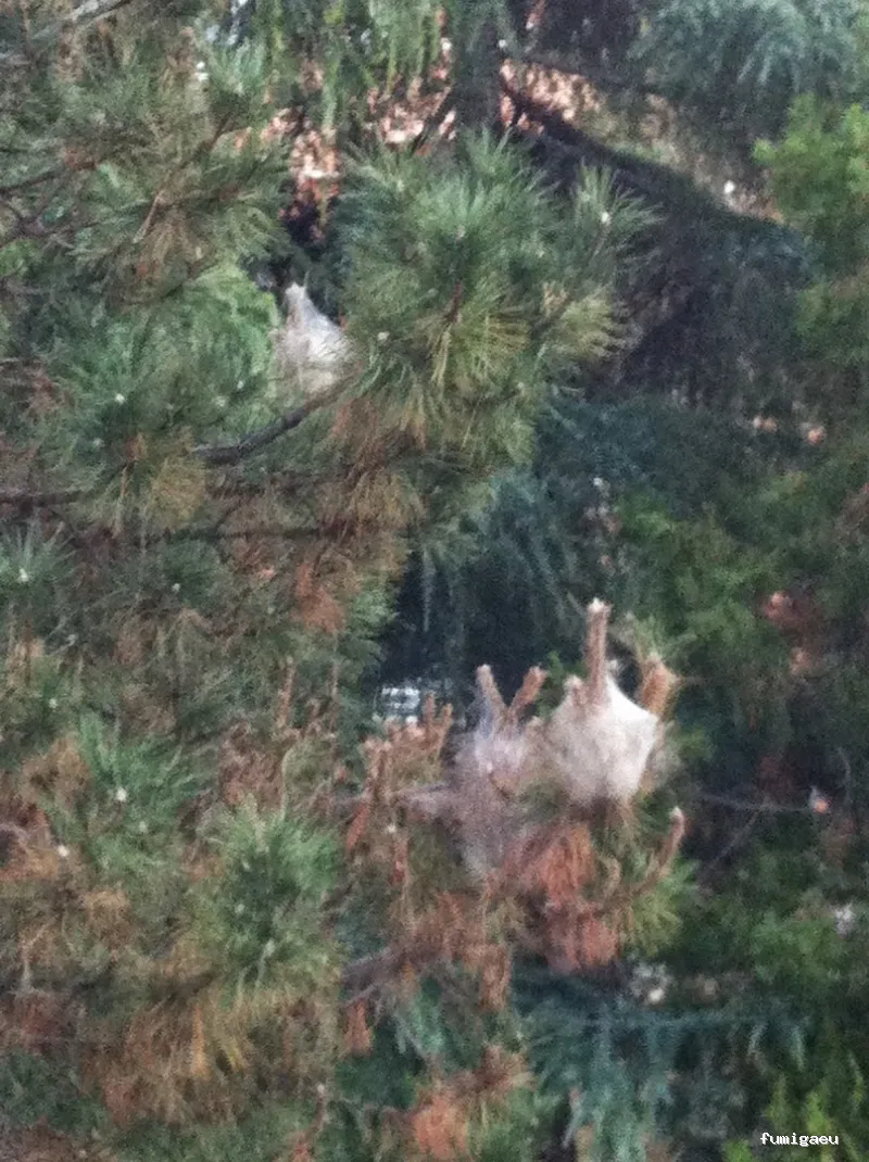 P&H Control De Plagas