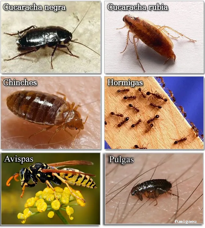 Byostasys | Control de plagas en Madrid