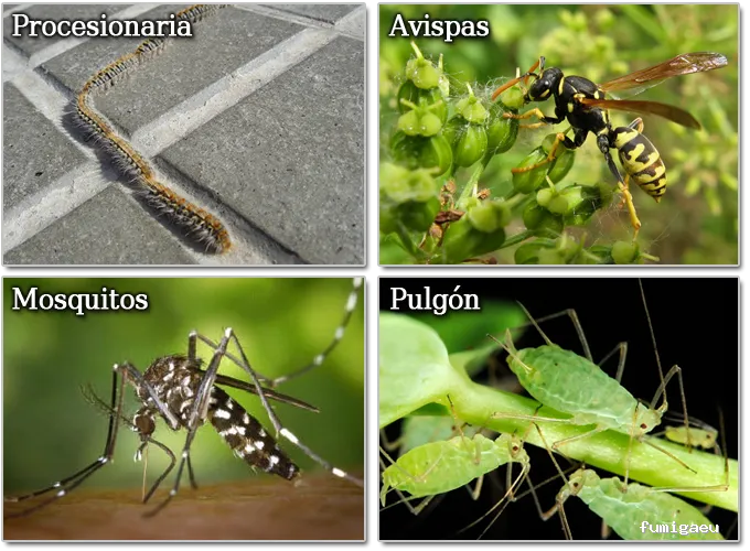 Byostasys | Control de plagas en Madrid