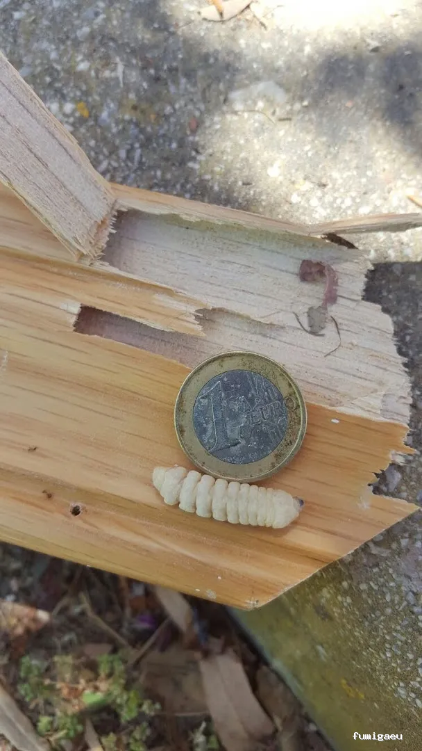 TRAHICSA (Tractaments Higiènics Sanitaris del Llevant S.L.)