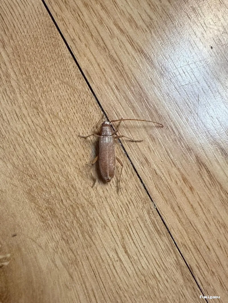 Servicios Biocidas Sr. Moncho