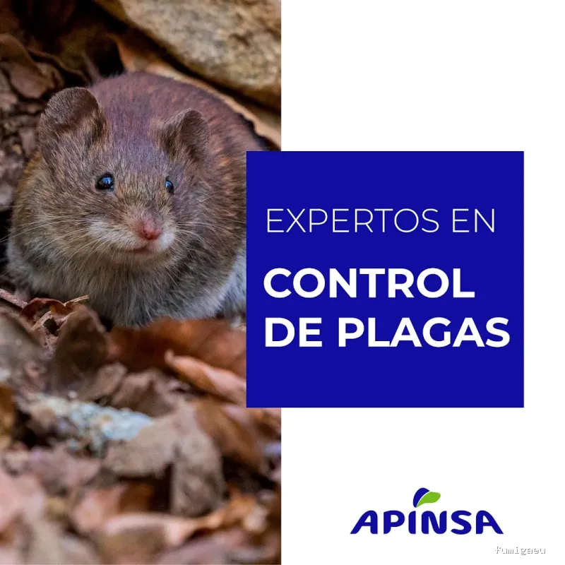 Apinsa Fuerteventura