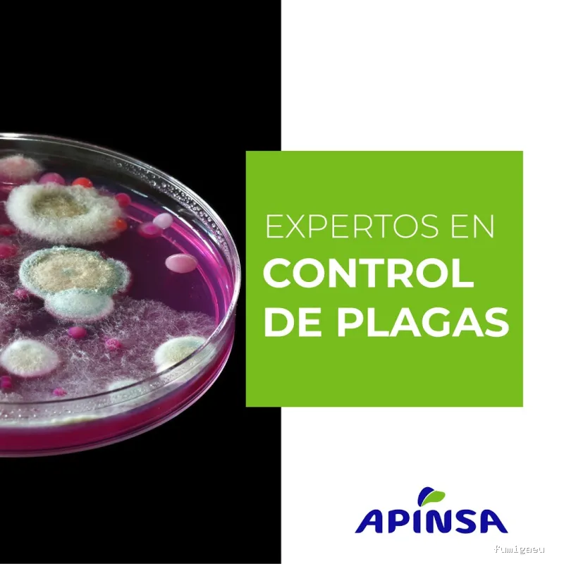 Apinsa Fuerteventura