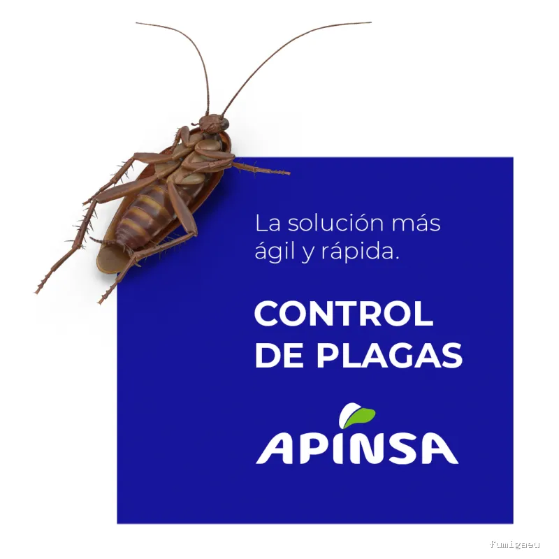 Apinsa Fuerteventura