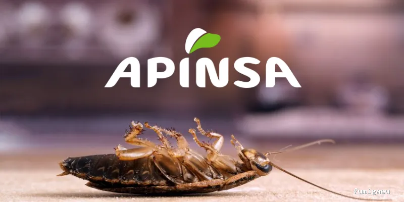 Apinsa Fuerteventura