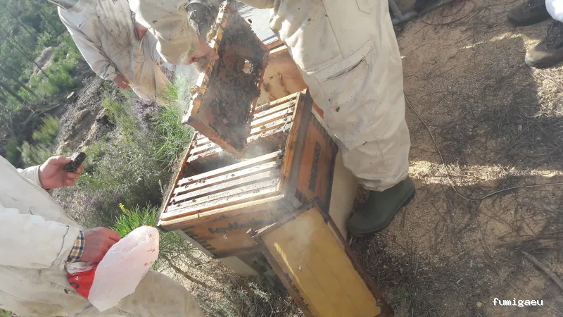 Agp Sanidad Ambiental