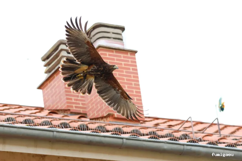 Técnicos de Higiene Ambiental. THA.