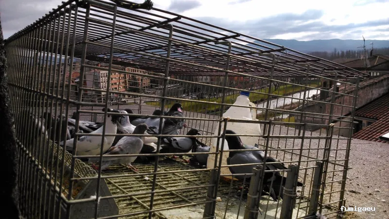 Técnicos de Higiene Ambiental. THA.