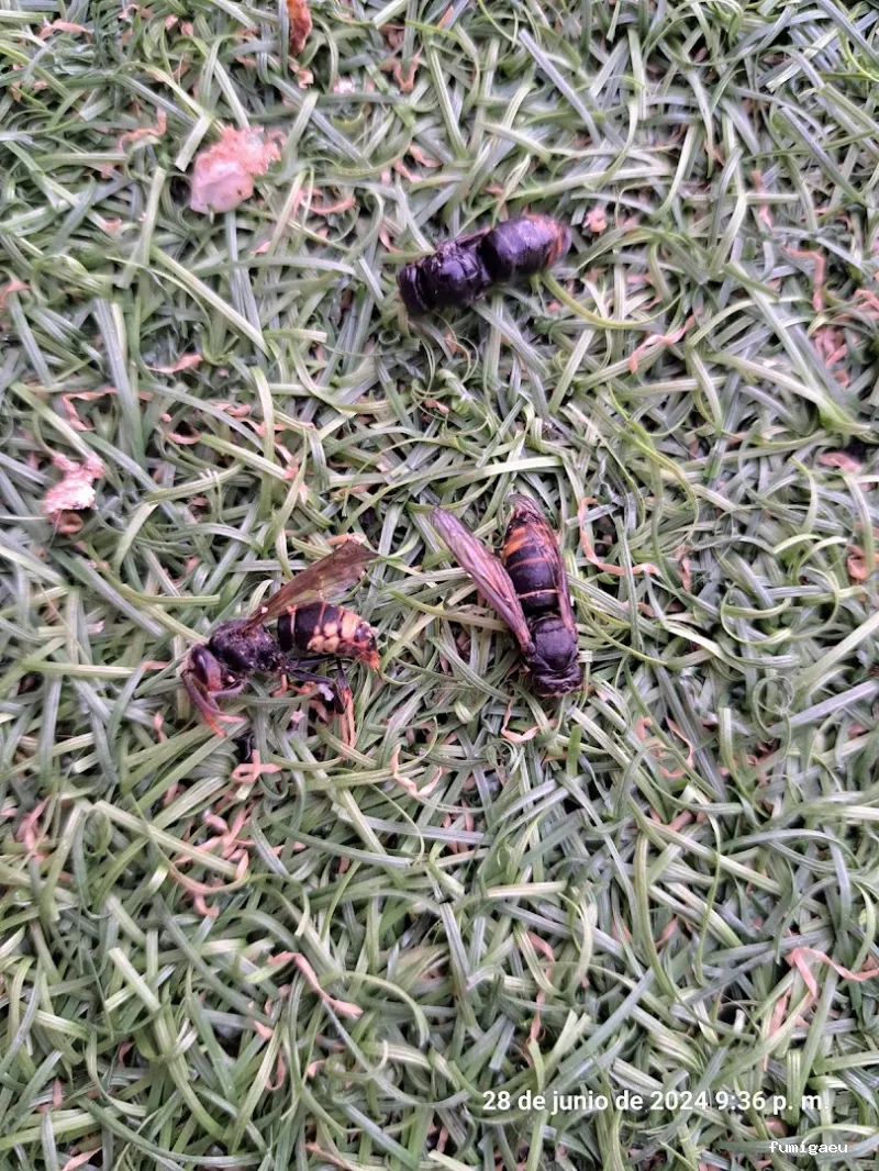 Técnicos de Higiene Ambiental. THA.