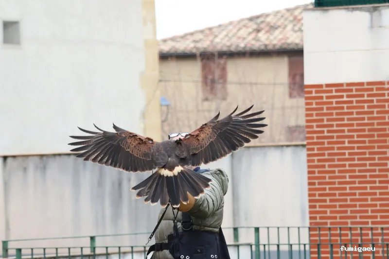 Técnicos de Higiene Ambiental. THA.