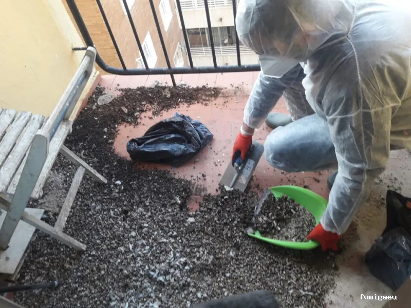 Control de plagas en Badajoz: Plagax