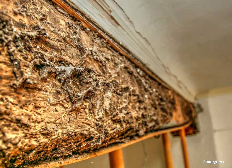 Control de plagas en Badajoz: Plagax