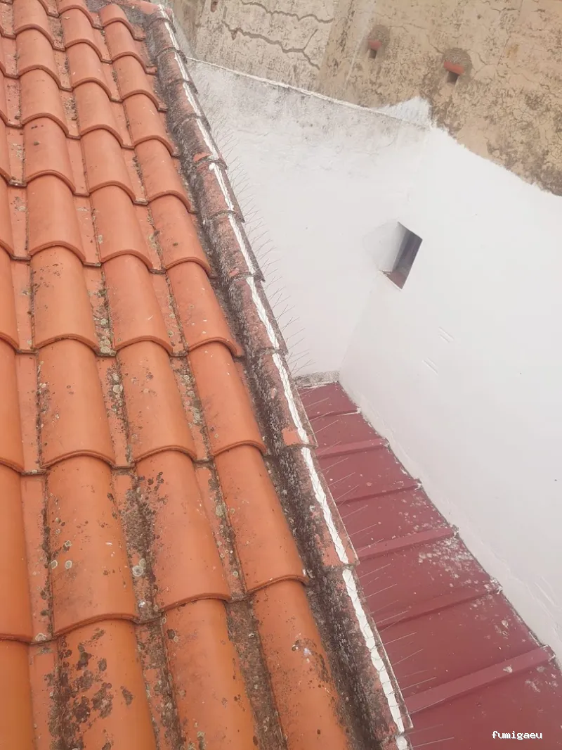 Control de plagas en Badajoz: Plagax