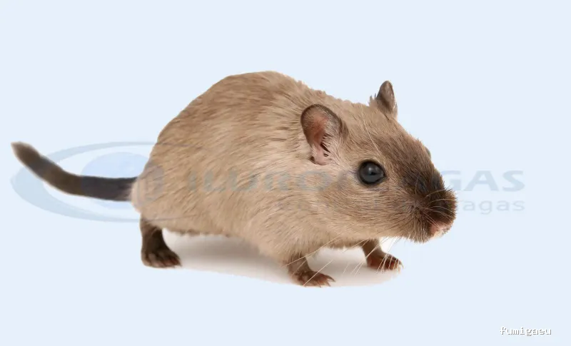 Iluro Plagas Mataró