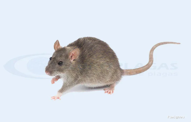 Iluro Plagas Mataró