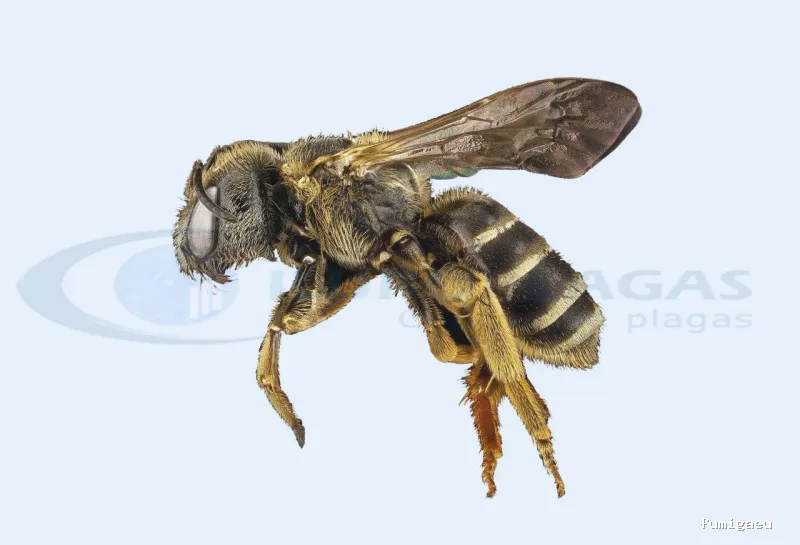 Iluro Plagas Mataró