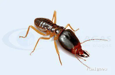 Iluro Plagas Mataró