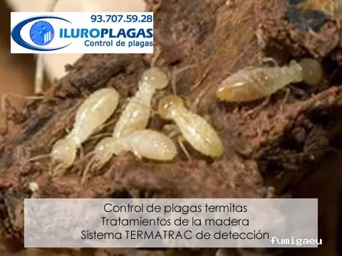 Iluro Plagas Mataró