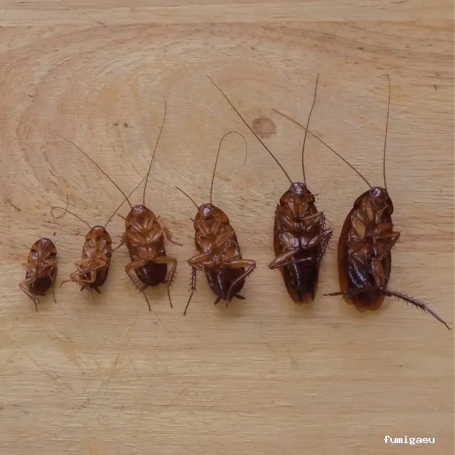 Control de Plagas Marbella