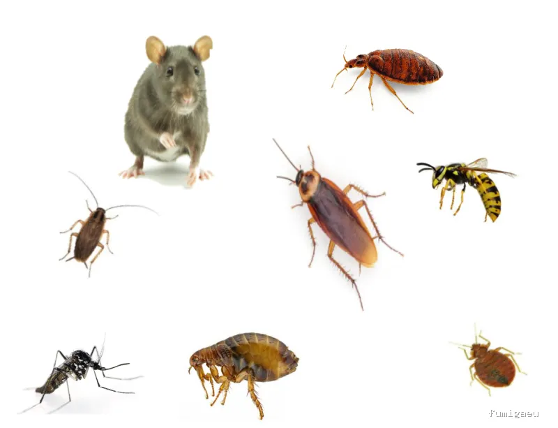 Control de Plagas Marbella