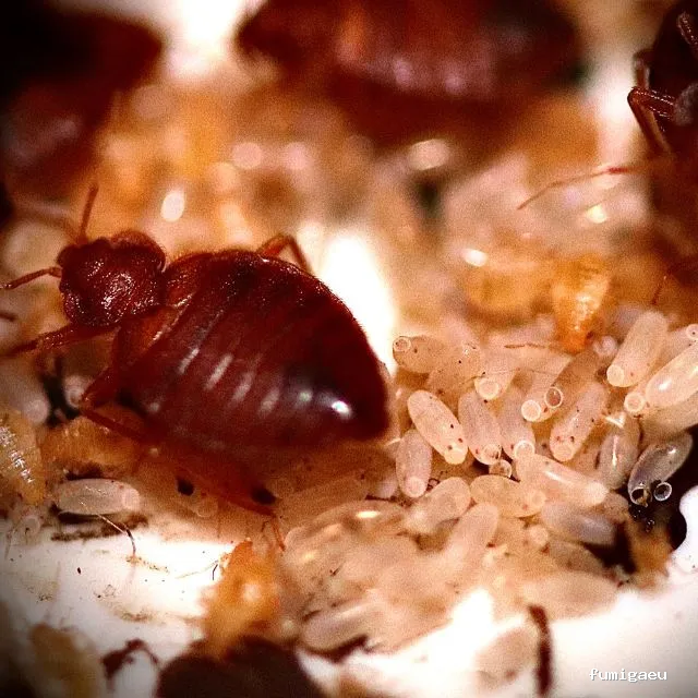 Control de Plagas Marbella