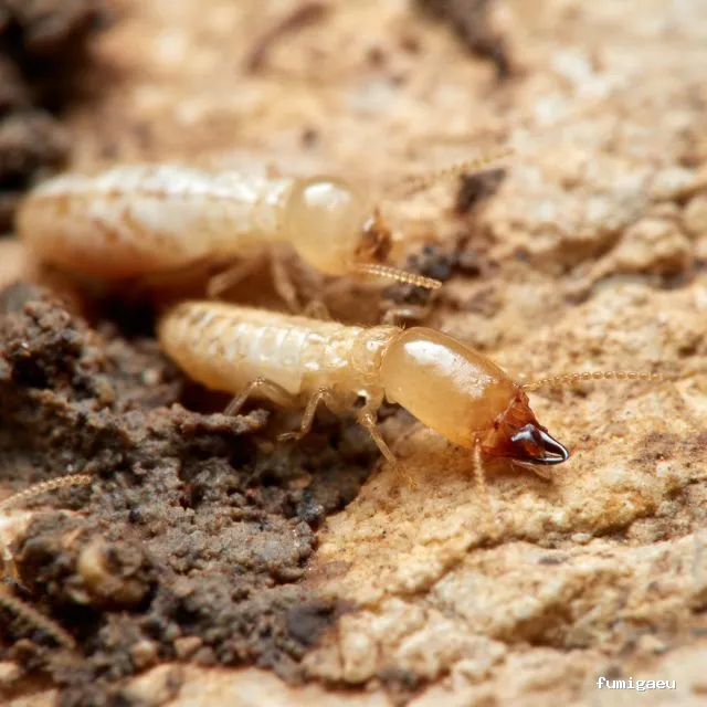 Control de Plagas Marbella