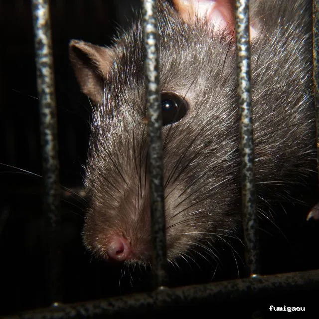 Control de Plagas Marbella