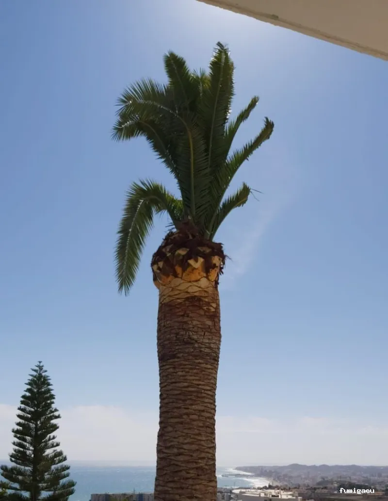 Control de Plagas Marbella