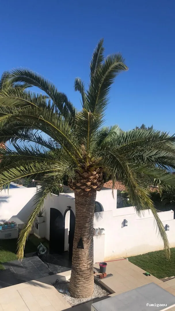 Control de Plagas Marbella