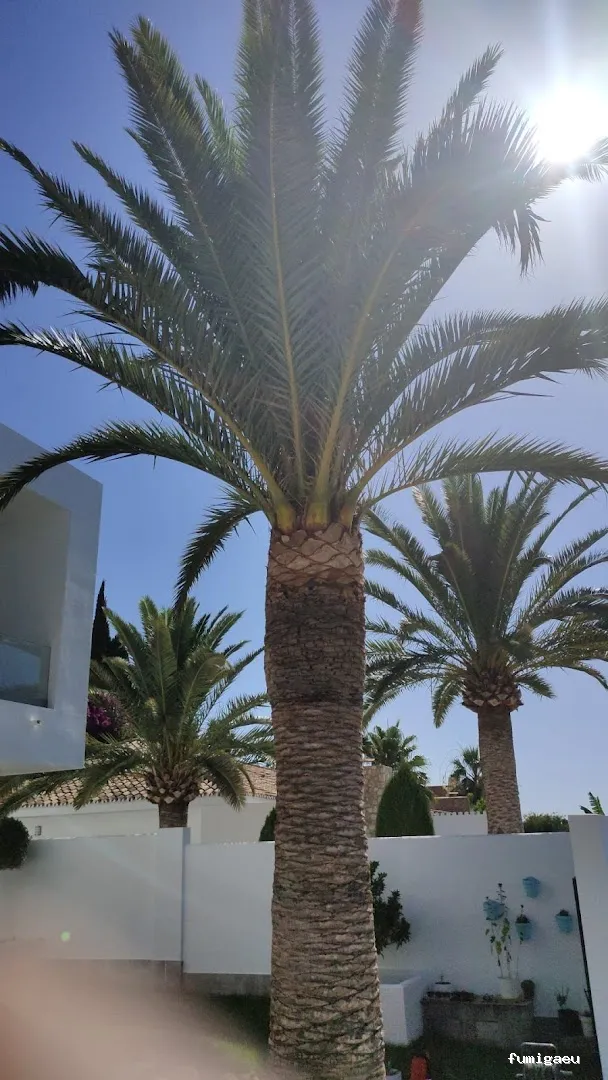 Control de Plagas Marbella