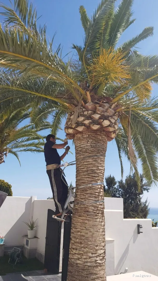 Control de Plagas Marbella