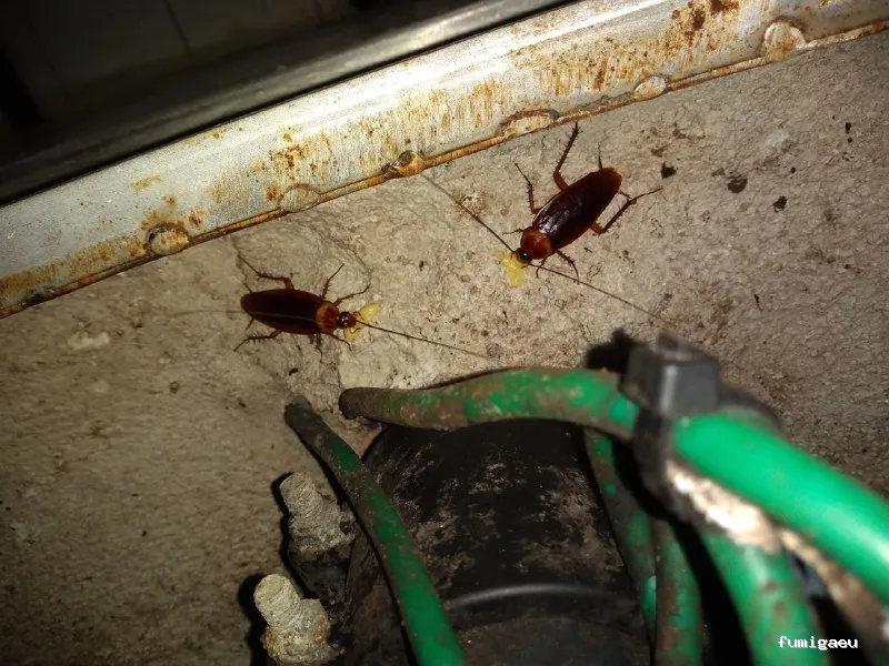 Control de Plagas y Limpieza de Depósitos en Alicante Higienetodo Desinfecciones