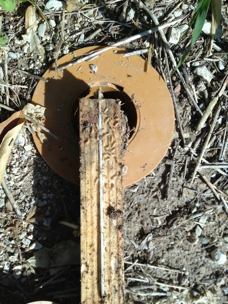 Control de Plagas y Limpieza de Depósitos en Alicante Higienetodo Desinfecciones