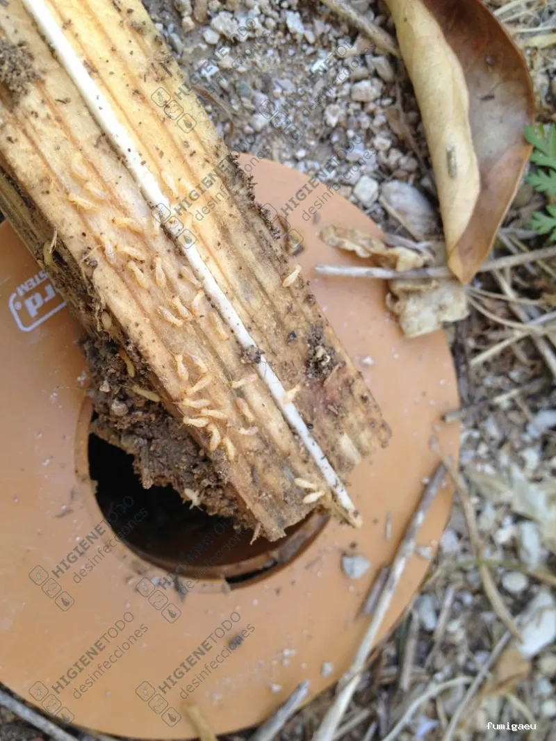 Control de Plagas y Limpieza de Depósitos en Alicante Higienetodo Desinfecciones