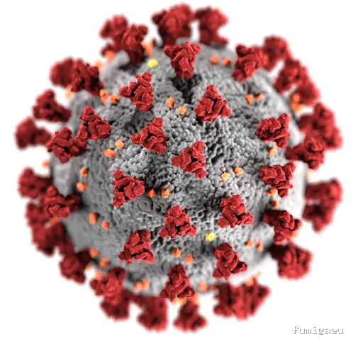 Control de Plagas y Limpieza de Depósitos en Alicante Higienetodo Desinfecciones