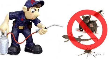 Control de Plagas y Limpieza de Depósitos en Alicante Higienetodo Desinfecciones