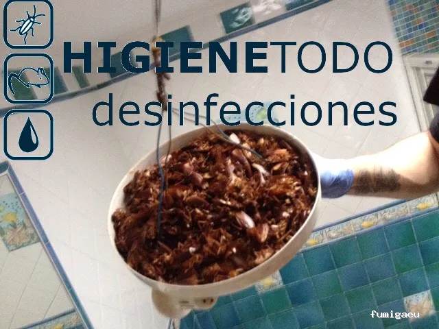 Control de Plagas y Limpieza de Depósitos en Alicante Higienetodo Desinfecciones