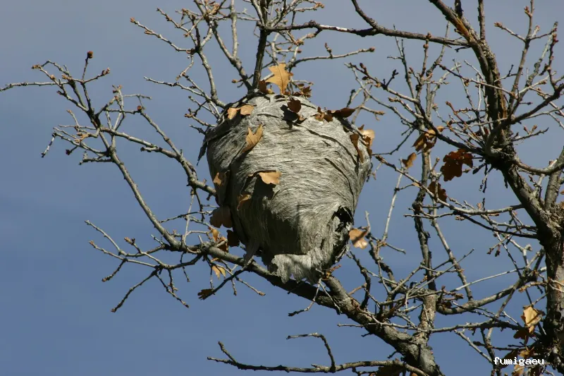 Codexa Control de Plagas