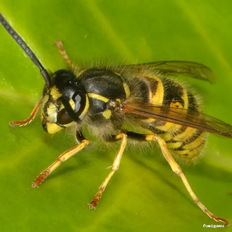 Limpiezas especiales y control de plagas Sevilla