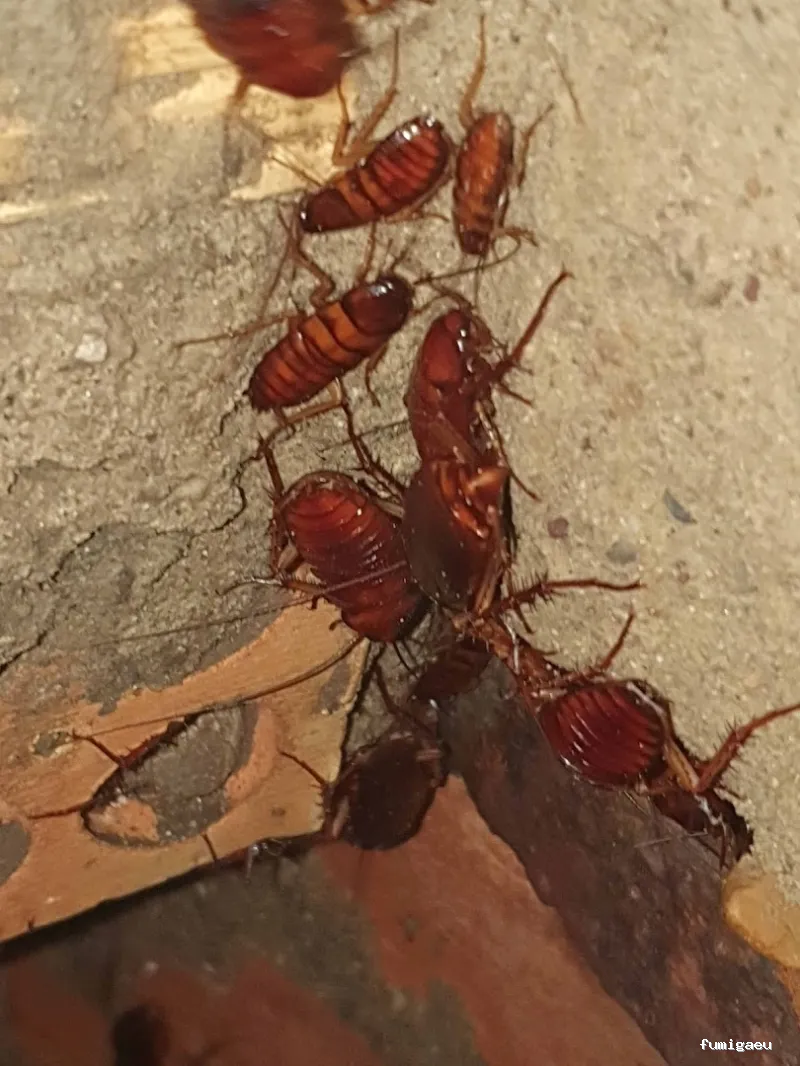 Limpiezas especiales y control de plagas Sevilla