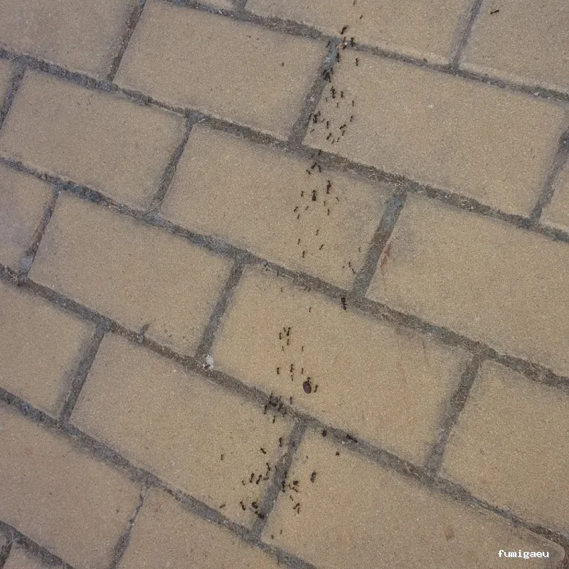 Limpiezas especiales y control de plagas Sevilla