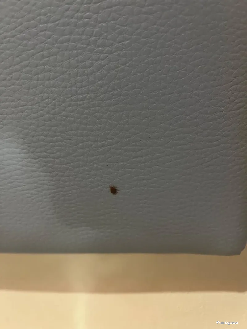 LEU Servicios | Limpiezas Especiales Urgentes y Control de Plagas