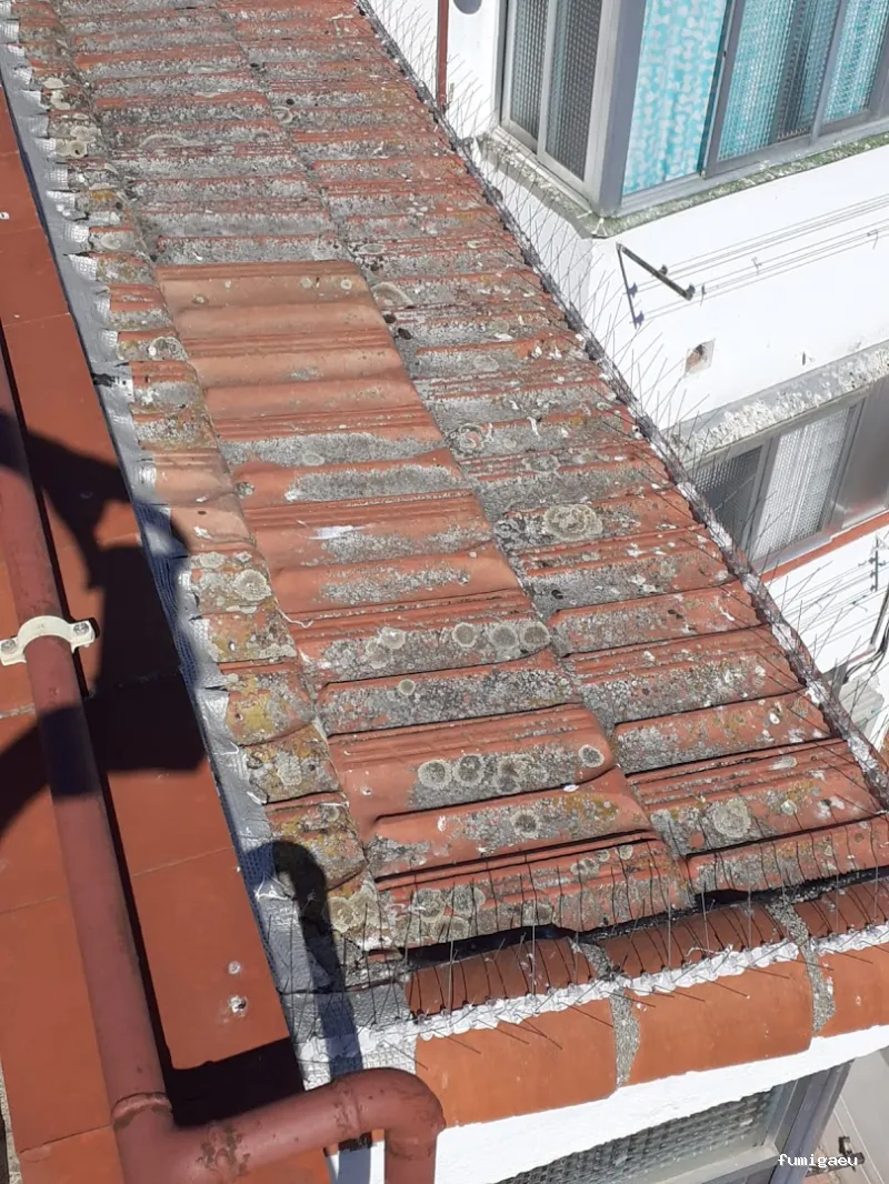 LEU Servicios | Limpiezas Especiales Urgentes y Control de Plagas